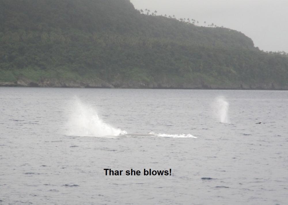 We saw lots of whales blowing.